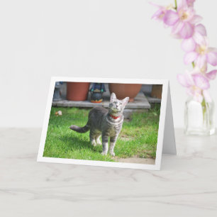 Gray Kitten in Garden Karte