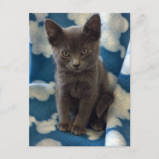 Gray Kitten Postcard Postkarte