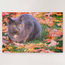 Gray Kitty Cat
