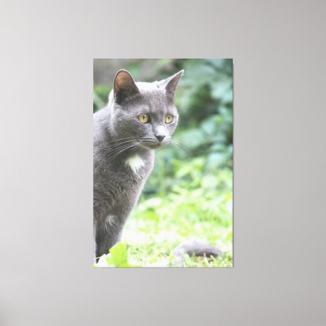 Gray Kitty Cat Leinwanddruck (Vorderseite)