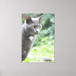 Gray Kitty Cat Leinwanddruck
