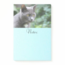 Gray Kitty Cat