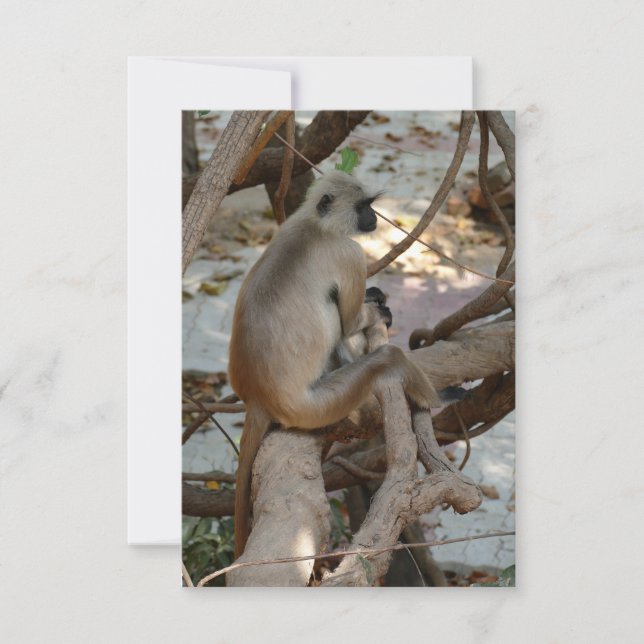 Gray Langur - Erholung nehmen (Vorderseite)