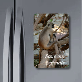 Gray Langur - Erholung nehmen Magnet