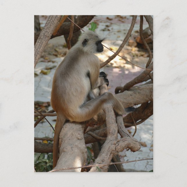 Gray Langur - Erholung nehmen Postkarte (Vorderseite)