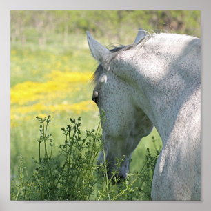 Gray Mare & Fleurs sauvages Beautity Horse Poster