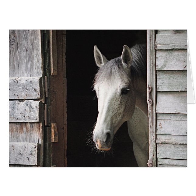 Gray Mare Horse (Vorderseite (Horizontal))