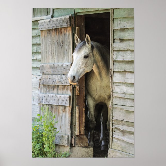 Gray Mare Horse & Barn Poster (Vorne)