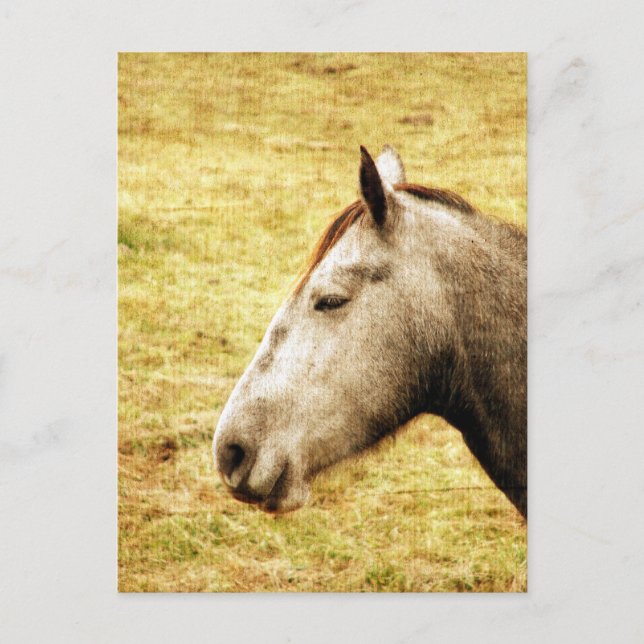 Gray Mare Postkarte (Vorderseite)