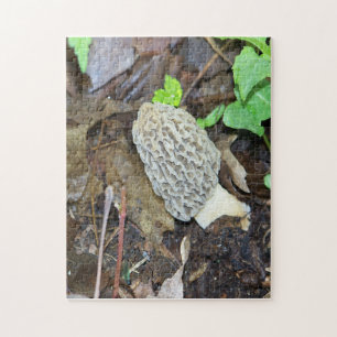 Gray Morel Mushroom