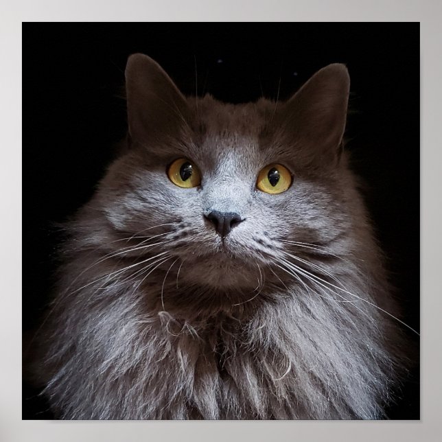 Gray Nebelung Long Hair Russian Blue Cat Poster (Vorne)