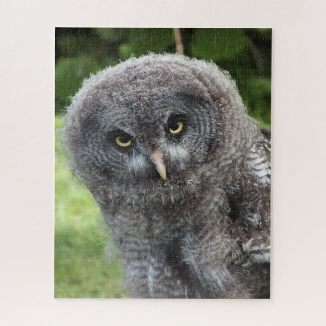 GRAY OWL (Vertikal)