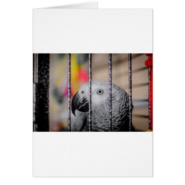 Gray Parrot (Vorne)