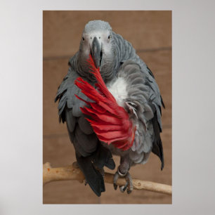 Gray Parrot Poster