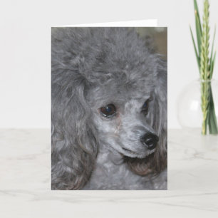 Gray Poodle Note Card Karte