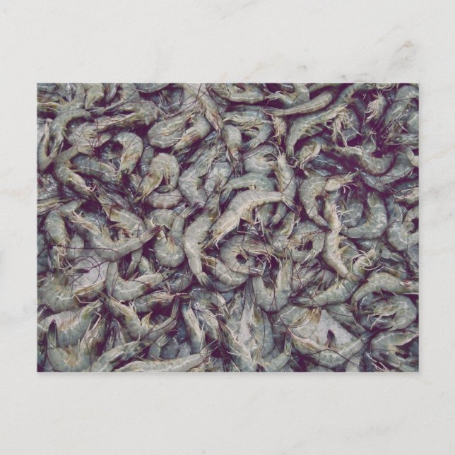 Gray Prawns Postkarte (Vorderseite)