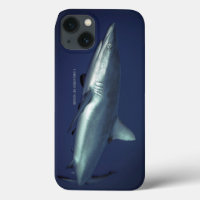 Gray Reef Shark in Yap Micronesia