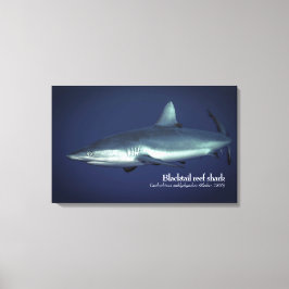 Gray Reef Shark in Yap Micronesia Leinwanddruck