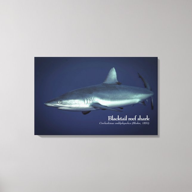 Gray Reef Shark in Yap Micronesia Leinwanddruck (Vorderseite)