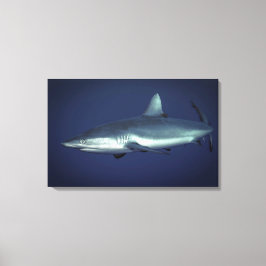 Gray Reef Shark in Yap Micronesia Leinwanddruck