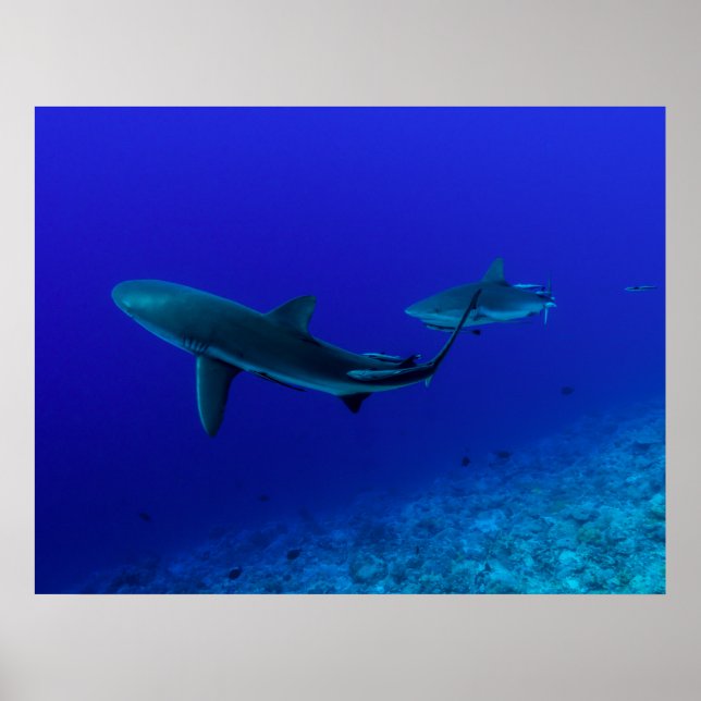 Gray Reef Shark Poster (Vorne)