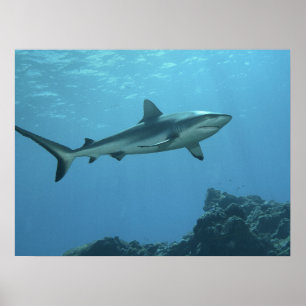 Gray Reefshark am Korallenriff von Yap Island Poster