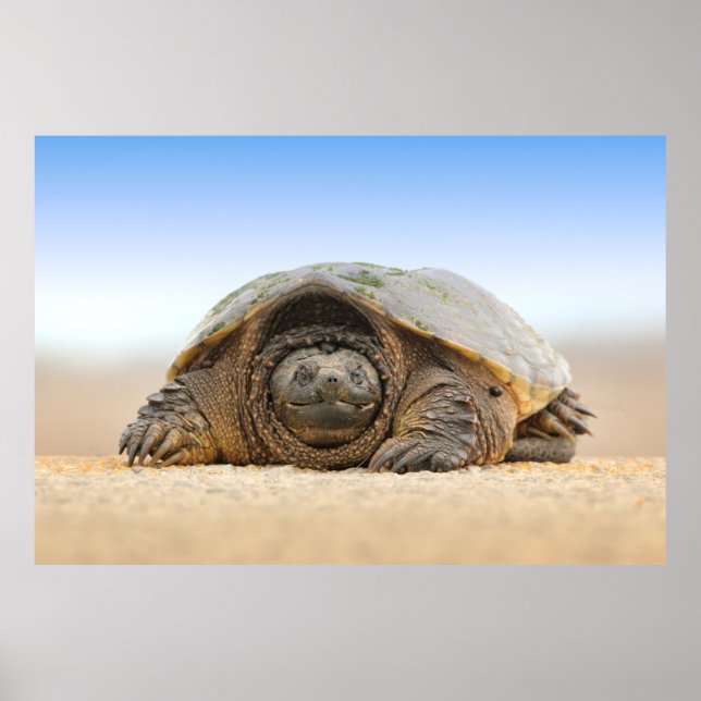 GRAY SAND TURTLE POSTER (Vorne)
