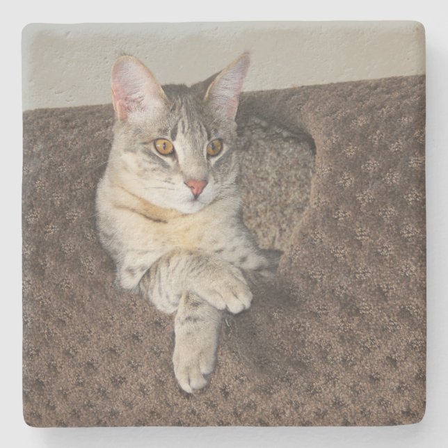 Gray Savannah Cat Square Untersetzer (Vorderseite)