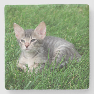 Gray Savannah Cat Square Untersetzer
