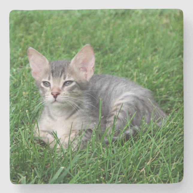 Gray Savannah Cat Square Untersetzer (Vorderseite)