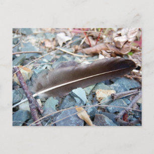 Gray Seagull Feather 1 Postkarte