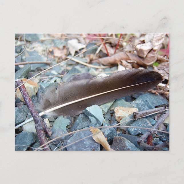 Gray Seagull Feather 1 Postkarte (Vorderseite)