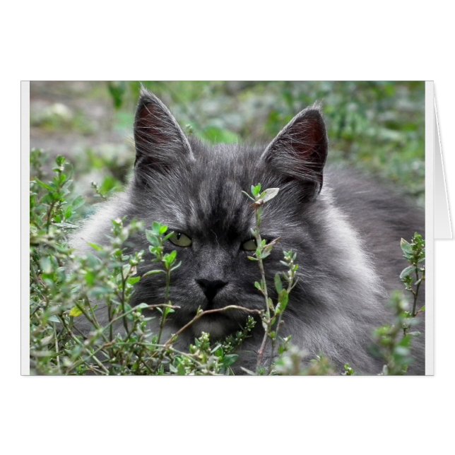 Gray Siberian Kitten (Vorderseite (Horizontal))