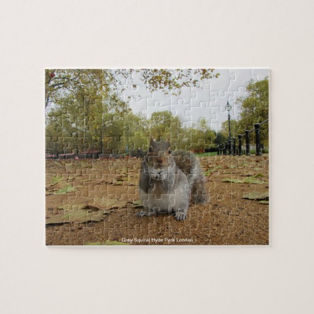 Gray Squirel Hyde Park London (Horizontal)