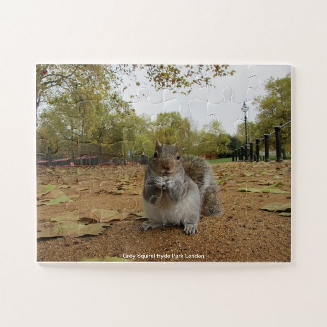 Gray Squirel Hyde Park London (Horizontal)