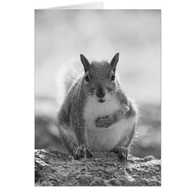 Gray Squirrel - Bute Park, Cardiff, Wales, UK (Vorne)