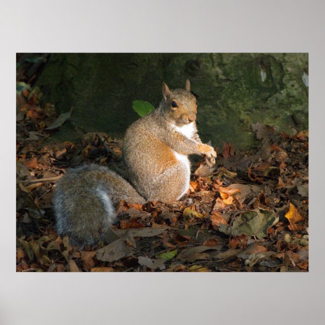 Gray Squirrel - Bute Park, Cardiff, Wales, UK Poster (Vorne)