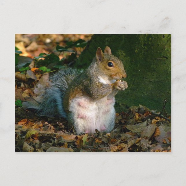 Gray Squirrel - Bute Park, Cardiff, Wales, UK Postkarte (Vorderseite)