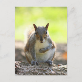 Gray Squirrel - Bute Park, Cardiff, Wales, UK Postkarte