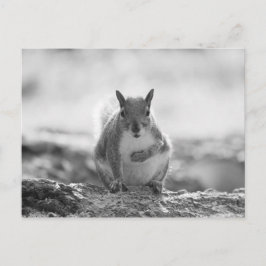 Gray Squirrel - Bute Park, Cardiff, Wales, UK Postkarte