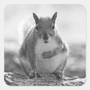 Gray Squirrel - Bute Park, Cardiff, Wales, UK Quadratischer Aufkleber