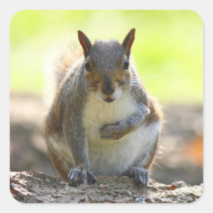 Gray Squirrel - Bute Park, Cardiff, Wales, Vereini Quadratischer Aufkleber
