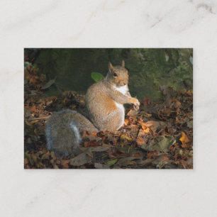 Gray Squirrel - Bute Park, Cardiff, Wales, Vereini Visitenkarte