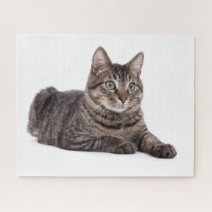 Gray Tabby Cat