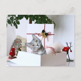 Gray Tabby Cat Christmas Feiertagspostkarte