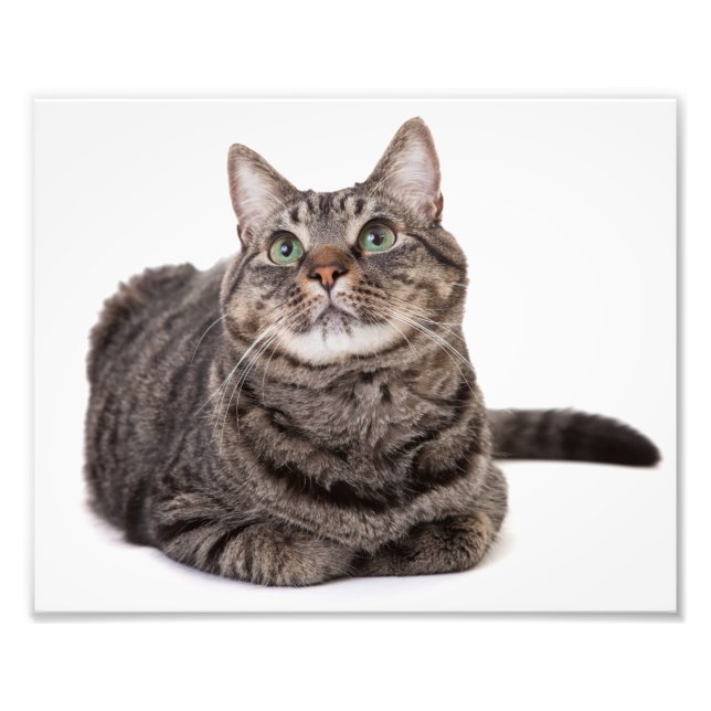 Gray Tabby Cat Fotodruck (Vorne)