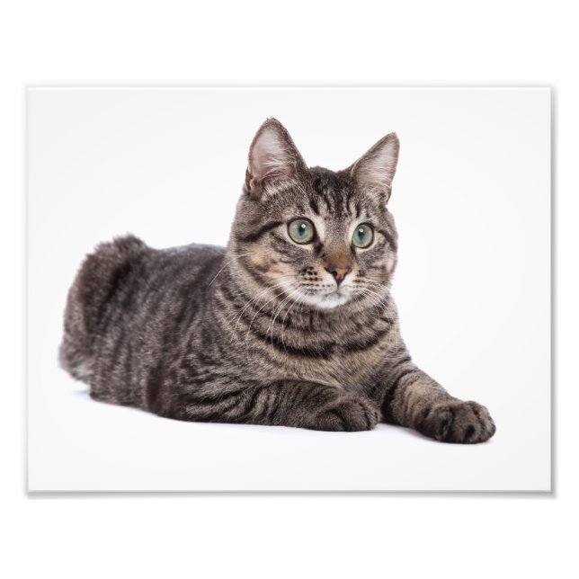 Gray Tabby Cat Fotodruck (Vorne)