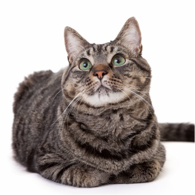 Gray Tabby Cat Freistehende Fotoskulptur (Vorne)