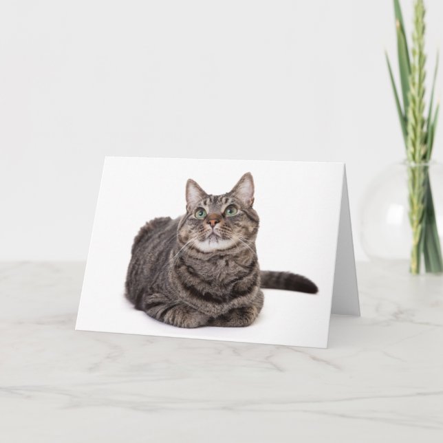 Gray Tabby Cat Karte (Vorderseite)