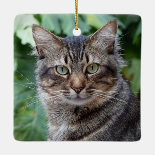 Gray Tabby Cat Keramikornament (Rückseite)